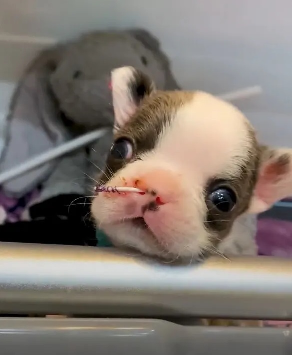 "The Resilient Pup: How a Cleft Palate Couldn't Silence His Spirited Bark"
