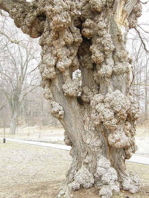 "The Unmatched Beauty of a Unique Ancient Tree with Multiple Authentic Trunks" - Bumkeo