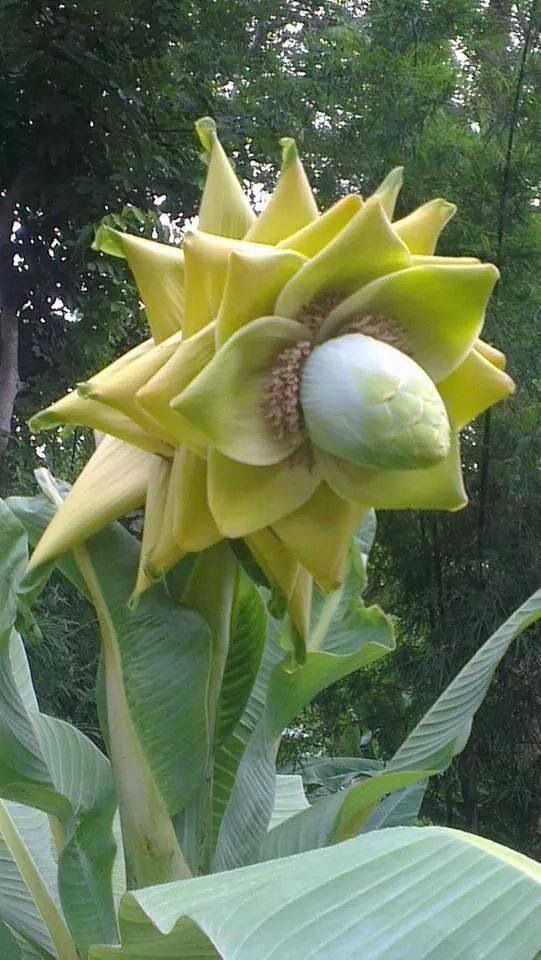 Prepare to be amazed by the magnificent Golden Lotus Banana, a tropical gem that exudes charm and sophistication. - Bumkeo