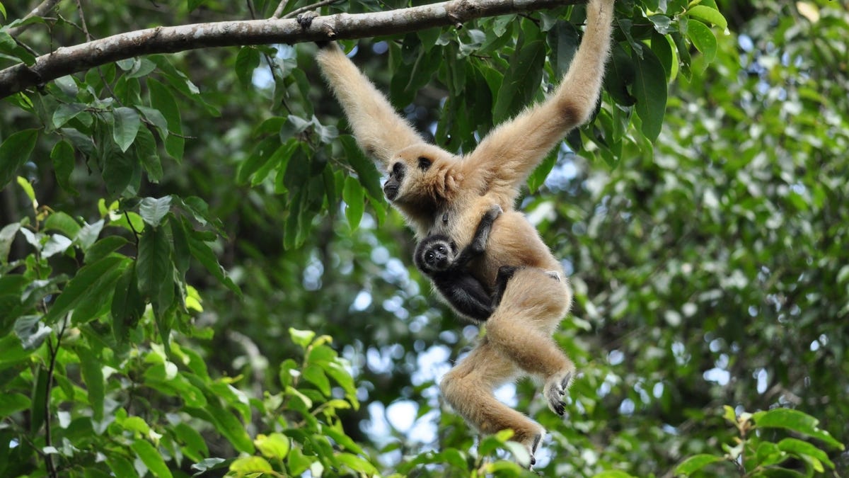 Zoo mystery as monkey got pregnant despite being alone in cage for two years