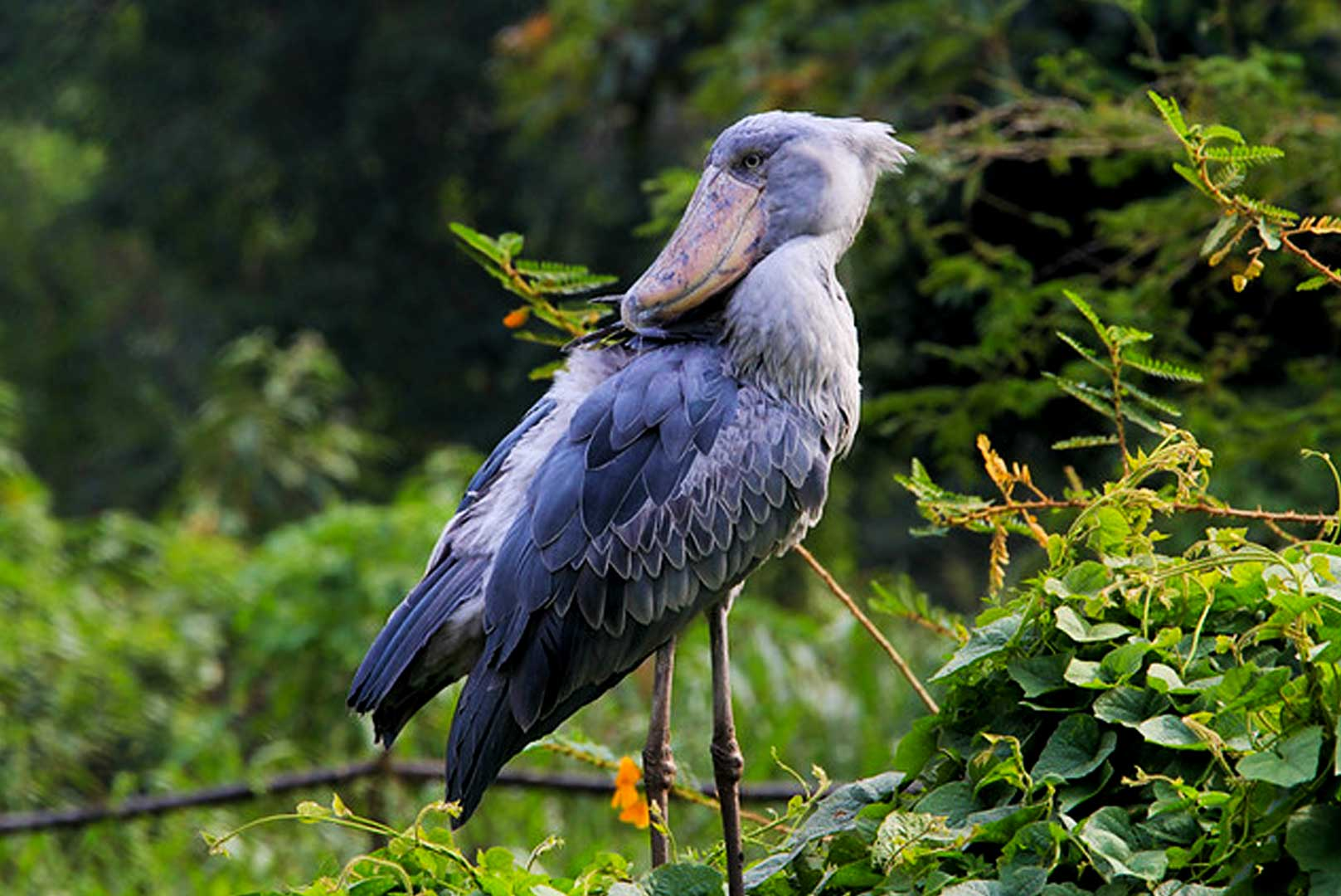 What Makes The Freaky Shoebill Stork So Strange?