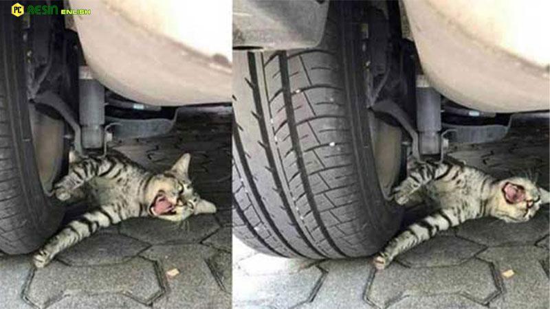 The Cat Was Pinned Under The Wheel And Howled Miserably