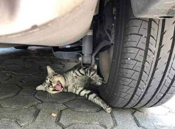 The Cat Was Pinned Under The Wheel And Howled Miserably