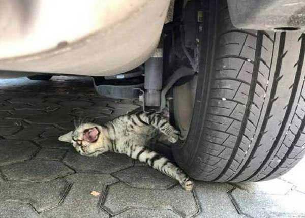 The Cat Was Pinned Under The Wheel And Howled Miserably