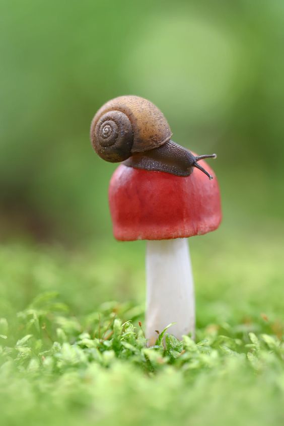 Race to the Top: Snails Ascend Mushroom Trees in Adorable Race to the Top.LH - New Lifes