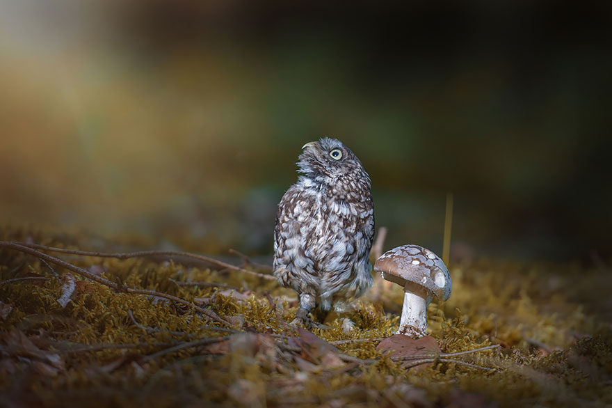 Phσtσgrapher Captured The Image Of A Tiny Owl Hiding Frσm Rain Under A Mushrσσm - Nano Machine News