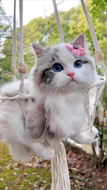 The cat stands out with charming blue eyes and becomes super cute with a flower clip, doubling the cuteness – Daily Pet News