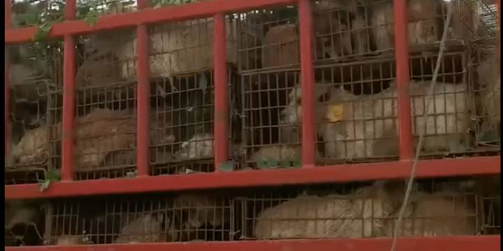 Miraculous Rescue: 386 Dogs Saved from Yulin Dog Meat Festival as Transport Truck Comes to a Halt.hoa - New Lifes