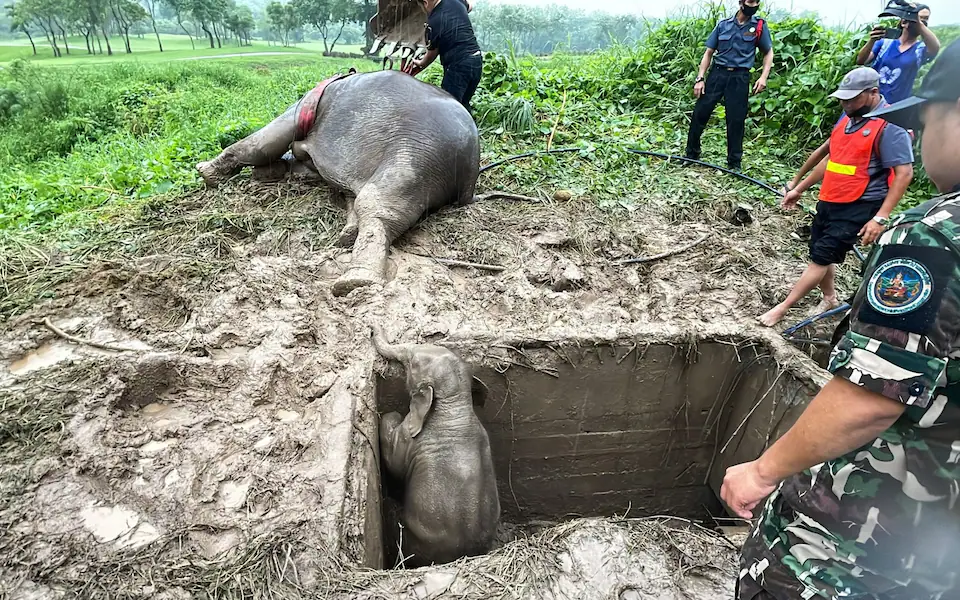 Unforgettable Rescue: Heroic Efforts to Save Mother Elephant and Baby from Deep Hole Leave Viewers in Awe (Video)..D - LifeAnimal