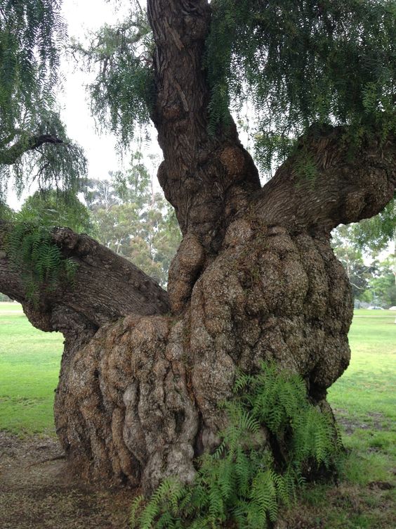 "The Unmatched Beauty of a Unique Ancient Tree with Multiple Authentic Trunks" - Bumkeo