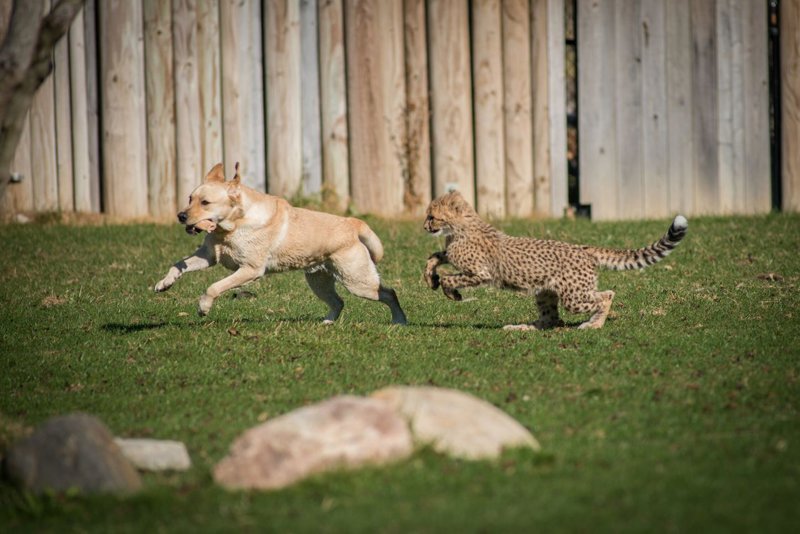 Furry Friends: The Surprising Bond Between Canines and Cheetahs