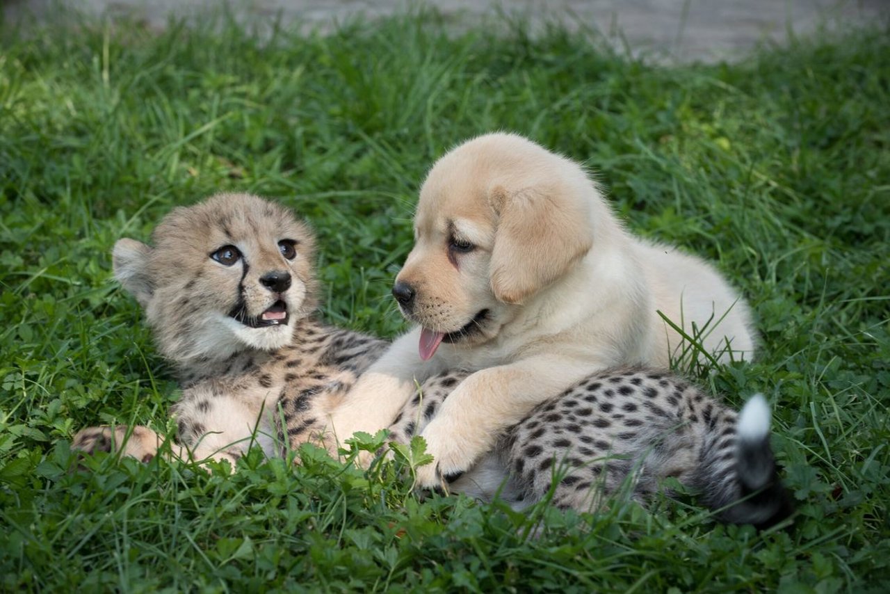 Furry Friends: The Surprising Bond Between Canines and Cheetahs