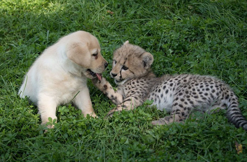 Furry Friends: The Surprising Bond Between Canines and Cheetahs