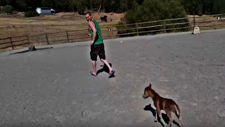 Little 3-Day-Old Miniature Horse Chases His Caretaker