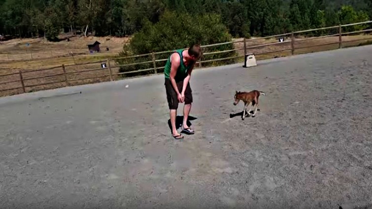 Little 3-Day-Old Miniature Horse Chases His Caretaker