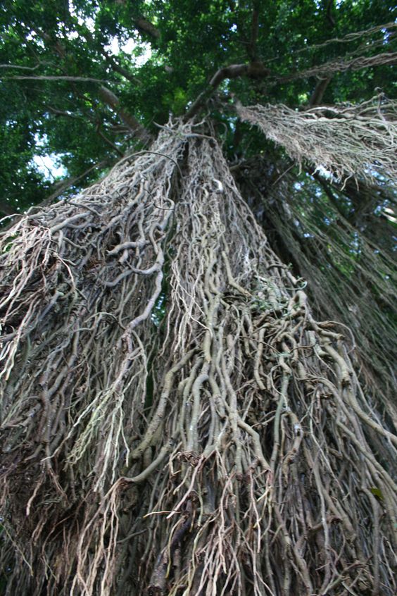 The General Sherman Tree: Unrivaled Giant of the Forest with an Extraordinary Root System - Amazing Nature