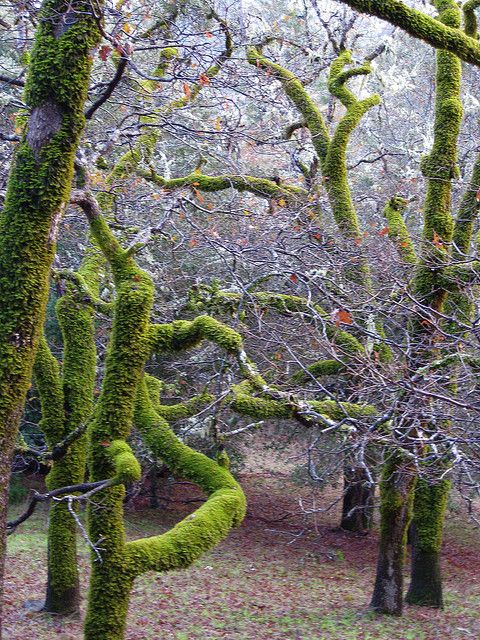 Ancient Sentinels: The Beauty of Moss-Clad Trees in the Forest - Special 68
