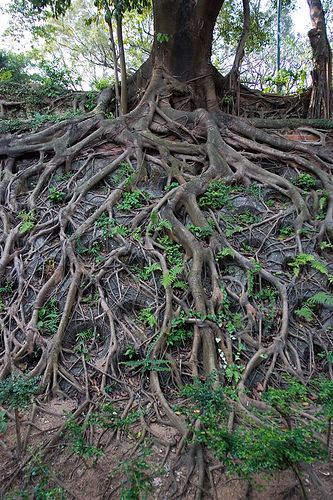 The General Sherman Tree: Unrivaled Giant of the Forest with an Extraordinary Root System - Amazing Nature