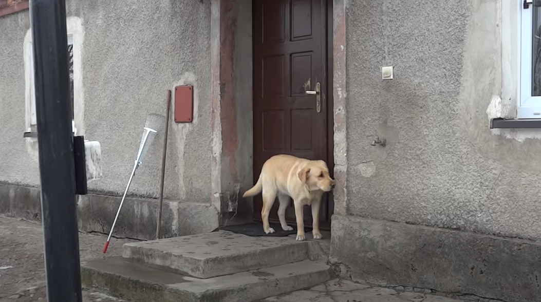 "A Desert Miracle: Lost Dog Reunites with Owner After 6 Months, Only to Find an Empty Home" - Bumkeo