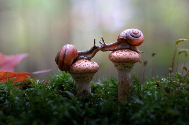 Race to the Top: Snails Ascend Mushroom Trees in Adorable Race to the Top.LH - New Lifes