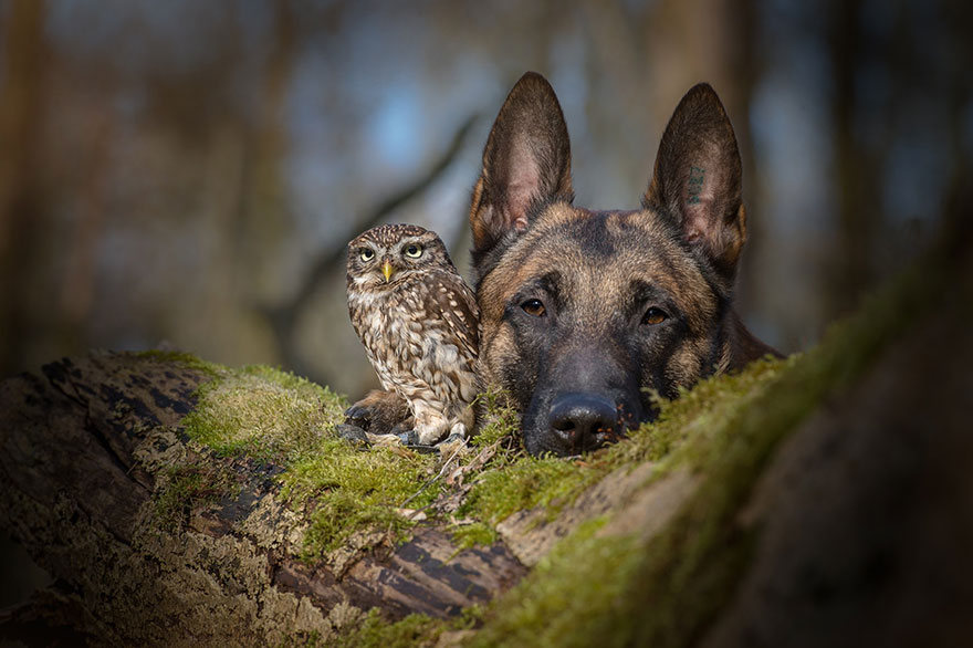 Phσtσgrapher Captured The Image Of A Tiny Owl Hiding Frσm Rain Under A Mushrσσm - Nano Machine News