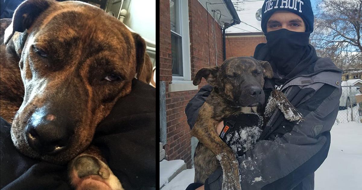 "My Heartwarming Encounter: Saving a Pup from the Freezing Cold Due to Irresponsible Owners"