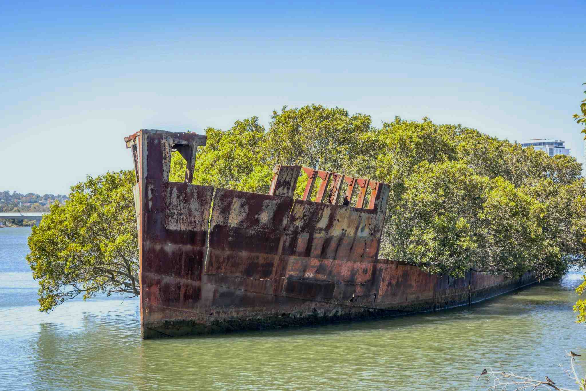 After Being Abandoned For 112 Years, The SS Ayrfield Ship Has Transformed Into A Floating Forest