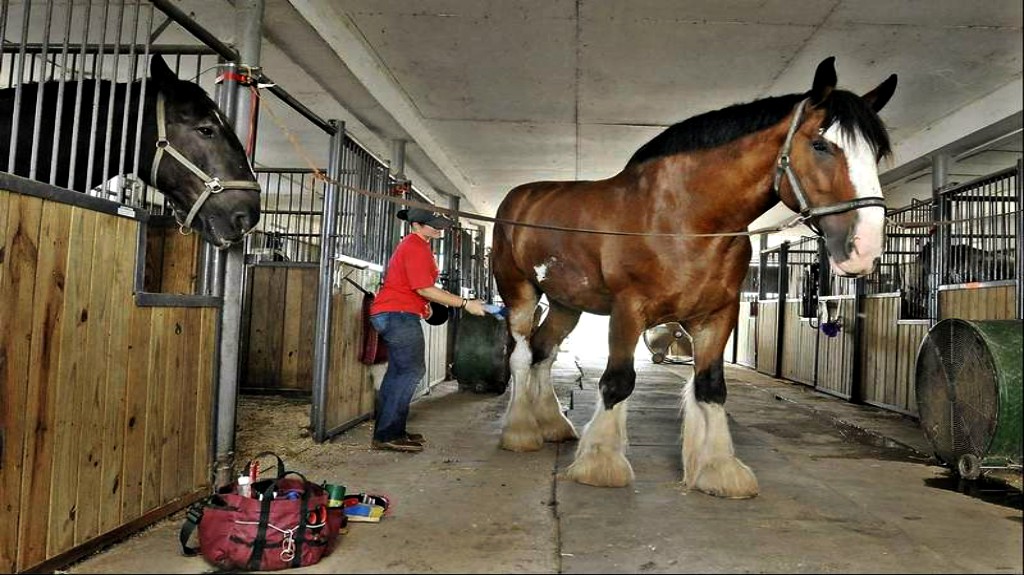 Rejected Horses Get The Treatment They Deserve