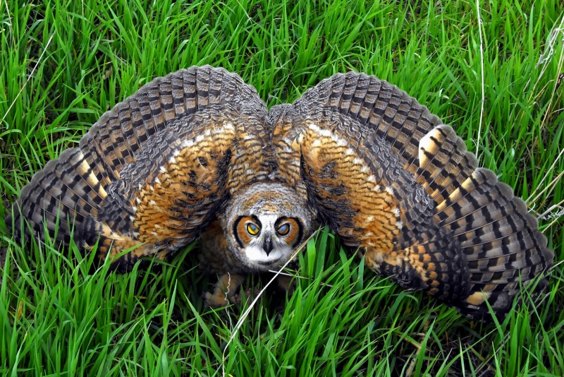 Eurasian Eagle Owl – The Most Dangerous Owl in the World (video) /1 - Nine Thousand Years