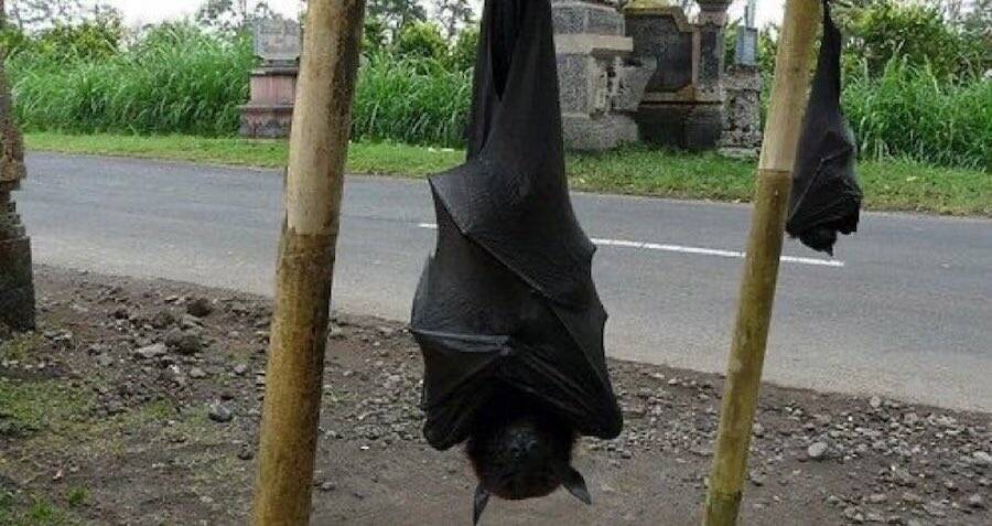 Human-sized bats are real and they love eating fruits.h - Puppy Blog