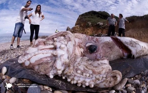 Incredible Find: Enormous 10-Meter Giant Squid Washes Up on US Coast, Astonishing Shape Baffles Onlookers.h - Puppy Blog