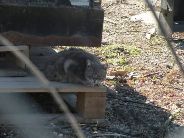 A college campus's decision to welcome and care for feral cats leads to an inspiring outcome