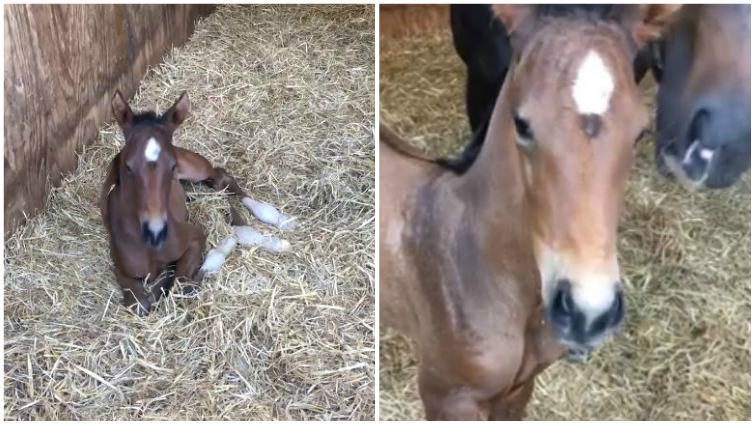 Newborn Filly Is A Big Talker And Decides To Communicate With The Owner