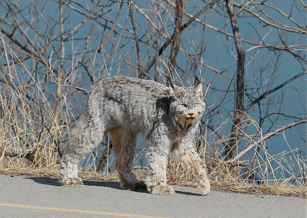 Wild cat casually parades down street in Canada