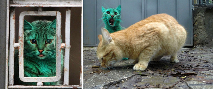 "The Enigmatic Emerald Feline Wanders the Roads of Varna, Bulgaria" - Yeudon