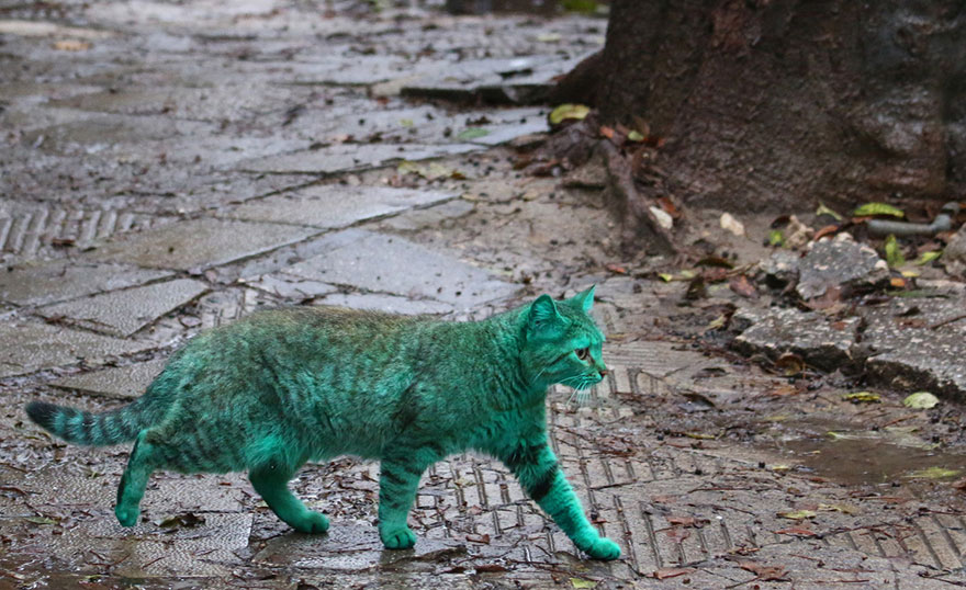 "The Enigmatic Emerald Feline Wanders the Roads of Varna, Bulgaria" - Yeudon