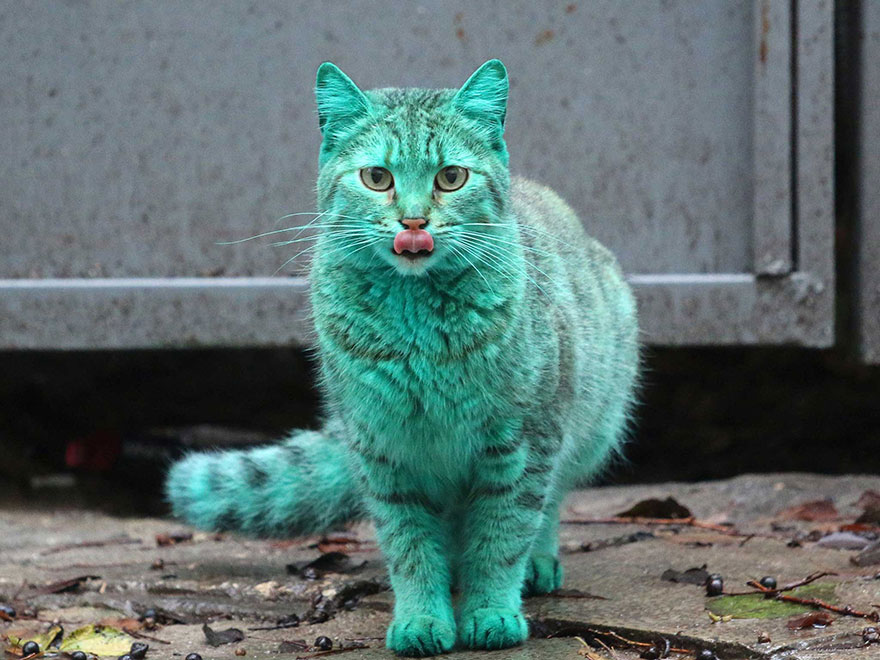 "The Enigmatic Emerald Feline Wanders the Roads of Varna, Bulgaria" - Yeudon