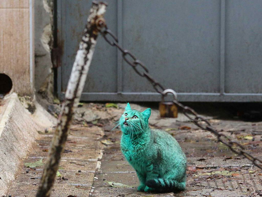 "The Enigmatic Emerald Feline Wanders the Roads of Varna, Bulgaria" - Yeudon