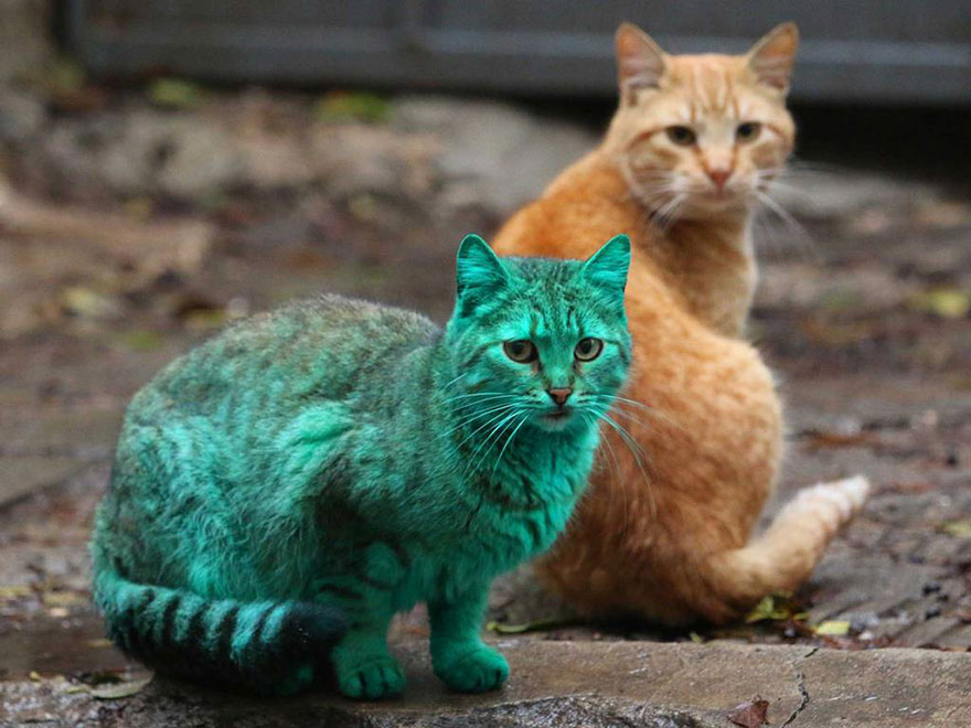 "The Enigmatic Emerald Feline Wanders the Roads of Varna, Bulgaria" - Yeudon