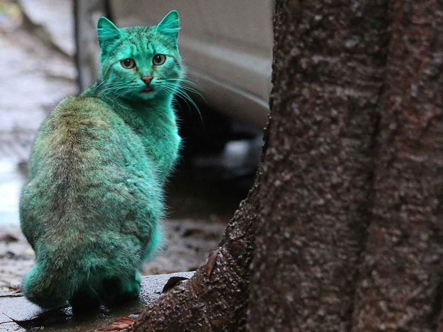 "The Enigmatic Emerald Feline Wanders the Roads of Varna, Bulgaria" - Yeudon