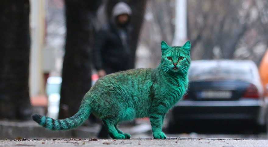 "The Enigmatic Emerald Feline Wanders the Roads of Varna, Bulgaria" - Yeudon