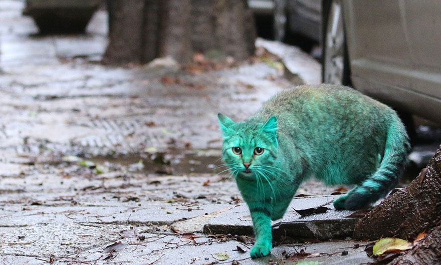 "The Enigmatic Emerald Feline Wanders the Roads of Varna, Bulgaria" - Yeudon