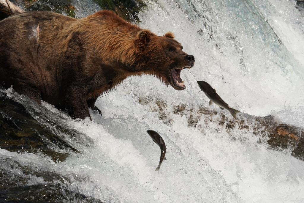 Wild Majesty Unleashed: Brown Bear's Thrilling Swim and Salmon Hunt Along Hudson Bay Shoreline - Sporting ABC