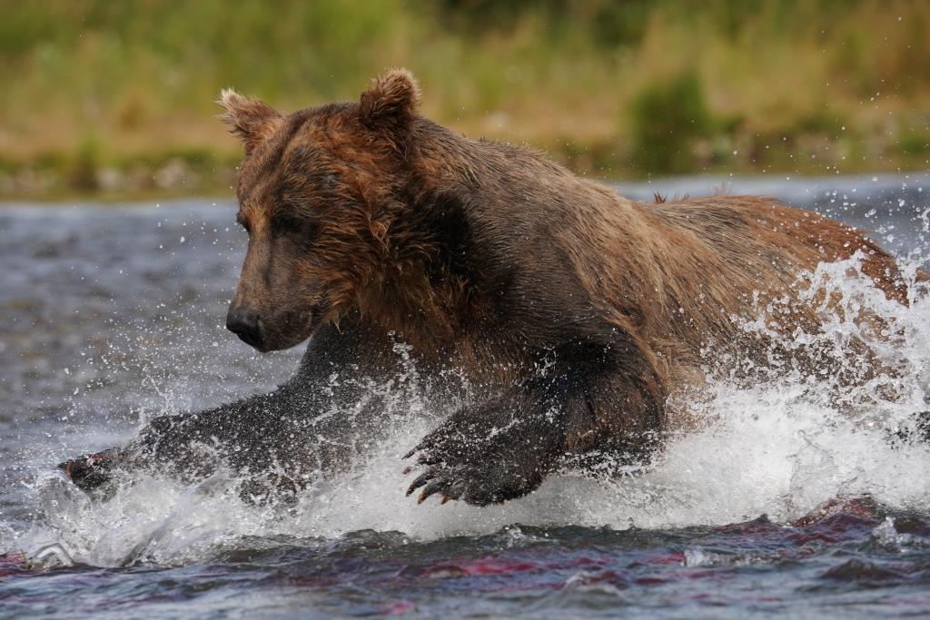 Wild Majesty Unleashed: Brown Bear's Thrilling Swim and Salmon Hunt Along Hudson Bay Shoreline - Sporting ABC