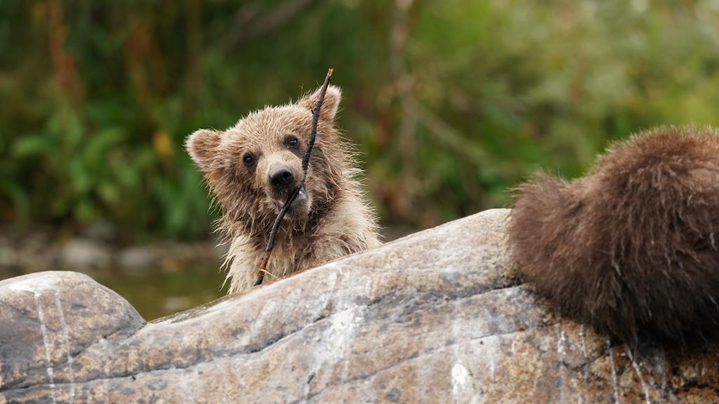 Wild Majesty Unleashed: Brown Bear's Thrilling Swim and Salmon Hunt Along Hudson Bay Shoreline - Sporting ABC