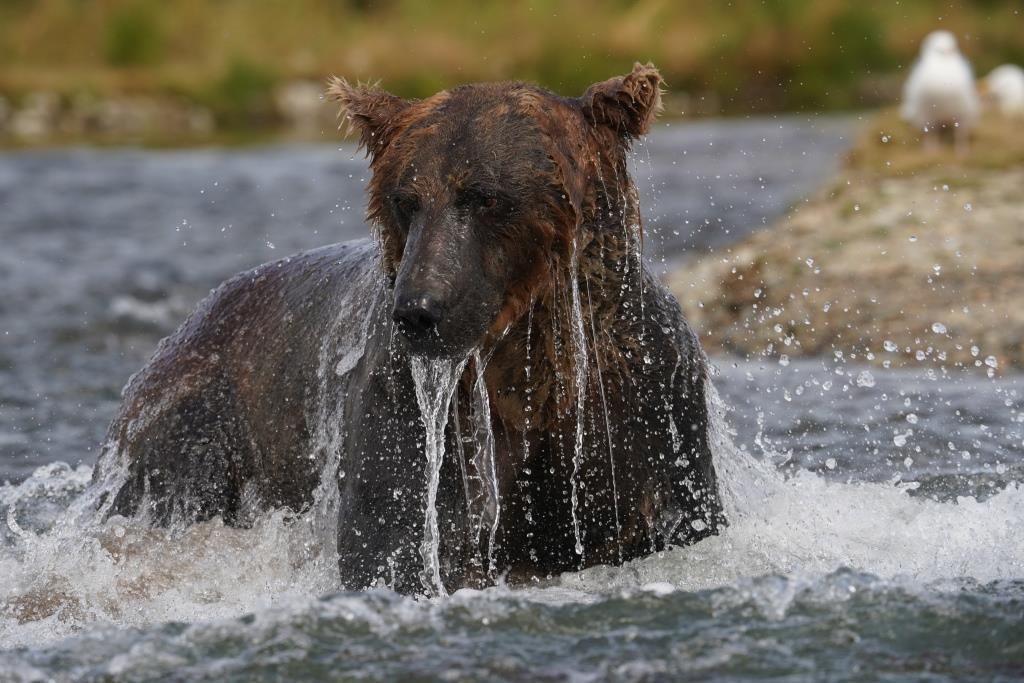 Wild Majesty Unleashed: Brown Bear's Thrilling Swim and Salmon Hunt Along Hudson Bay Shoreline - Sporting ABC