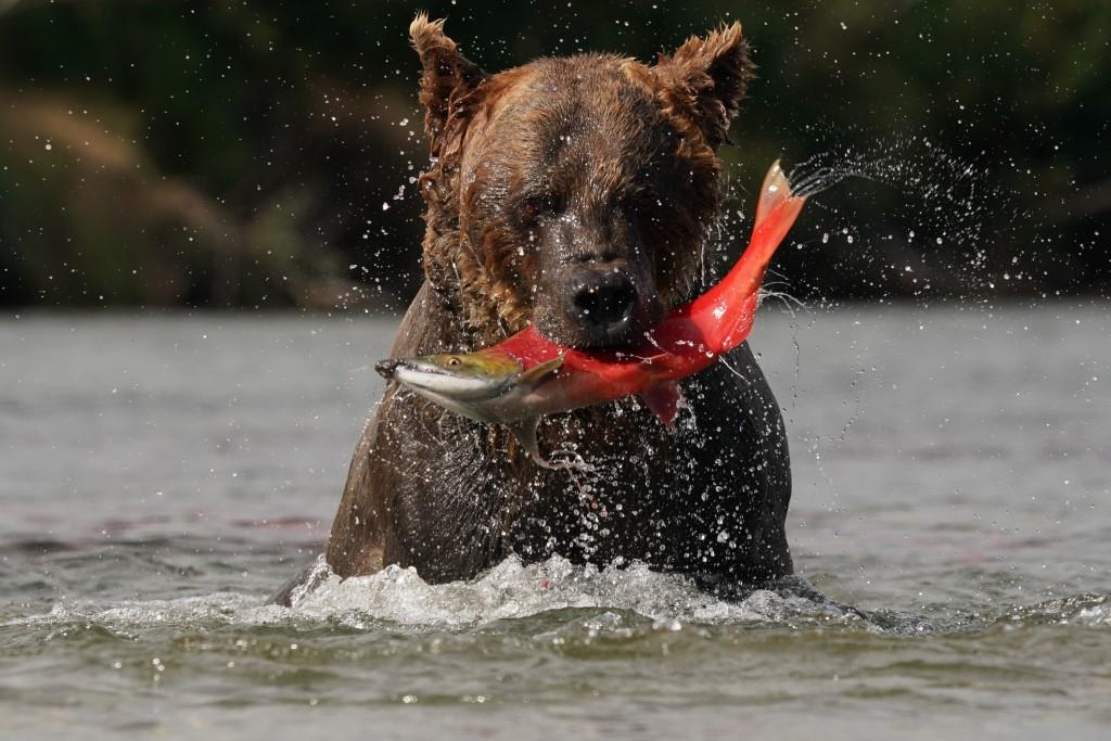 Wild Majesty Unleashed: Brown Bear's Thrilling Swim and Salmon Hunt Along Hudson Bay Shoreline - Sporting ABC