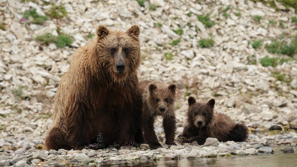 Wild Majesty Unleashed: Brown Bear's Thrilling Swim and Salmon Hunt Along Hudson Bay Shoreline - Sporting ABC