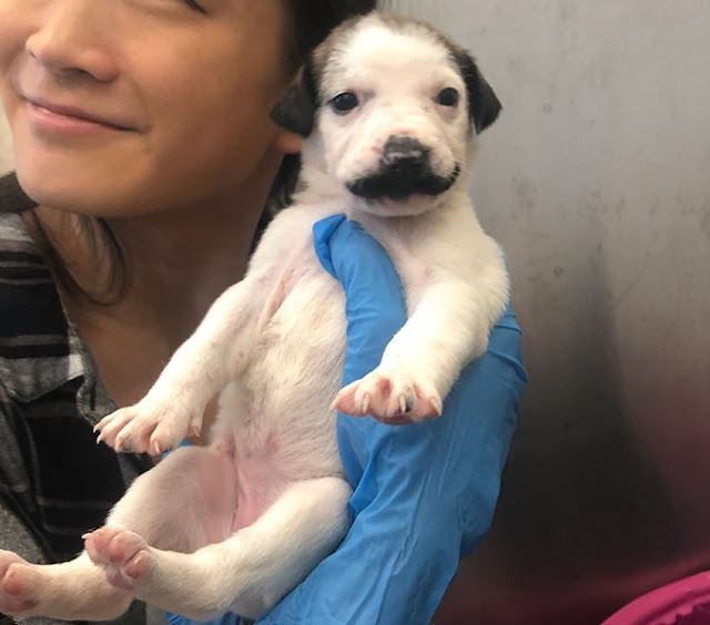 Introducing Salvador Dolly: The Adorable Canine with a Majestic Handlebar Mustache from the Shelter - vnxaluan