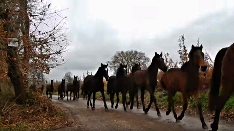 Horses Walk Together Showing Off Their Majesty And Unique Hooves Sound